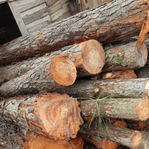 Lollypop Pine